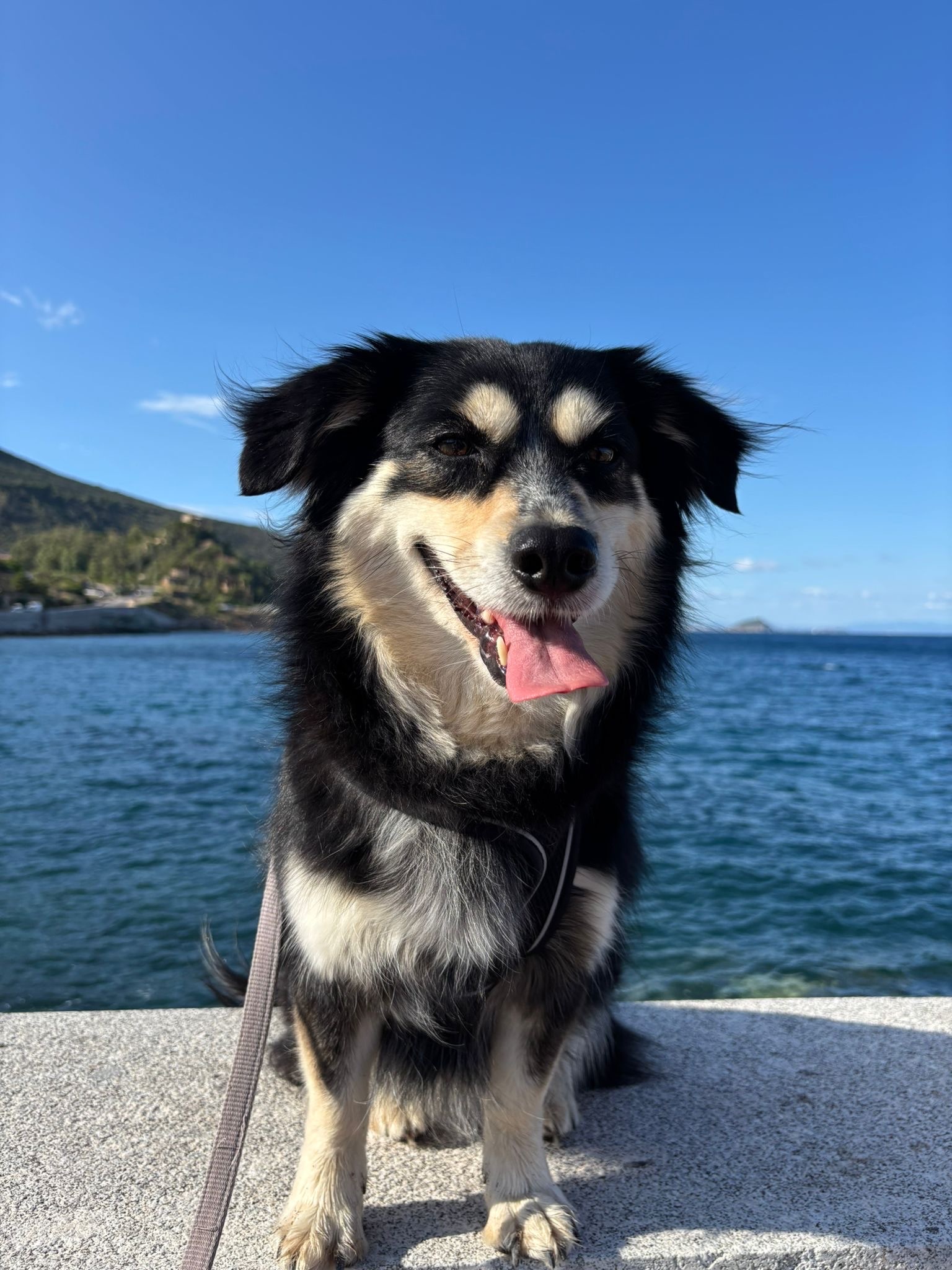 Mimi